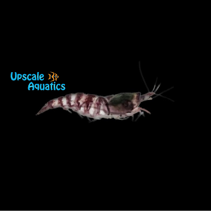 Taiwan Purple Crystal Shrimp (Potamalpheops sp.)