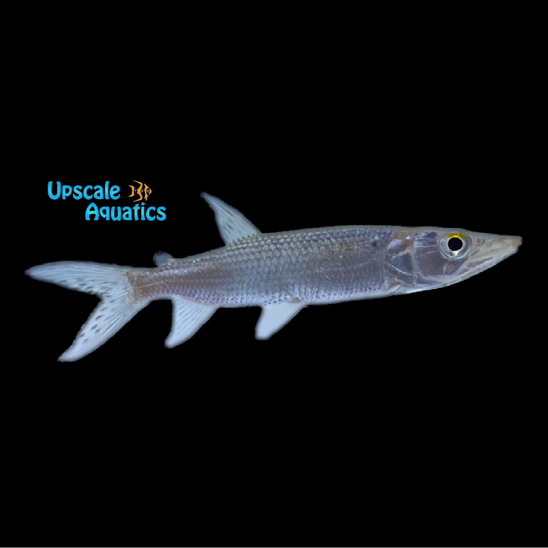 African Odoe Pike (Hepsetus odoe)