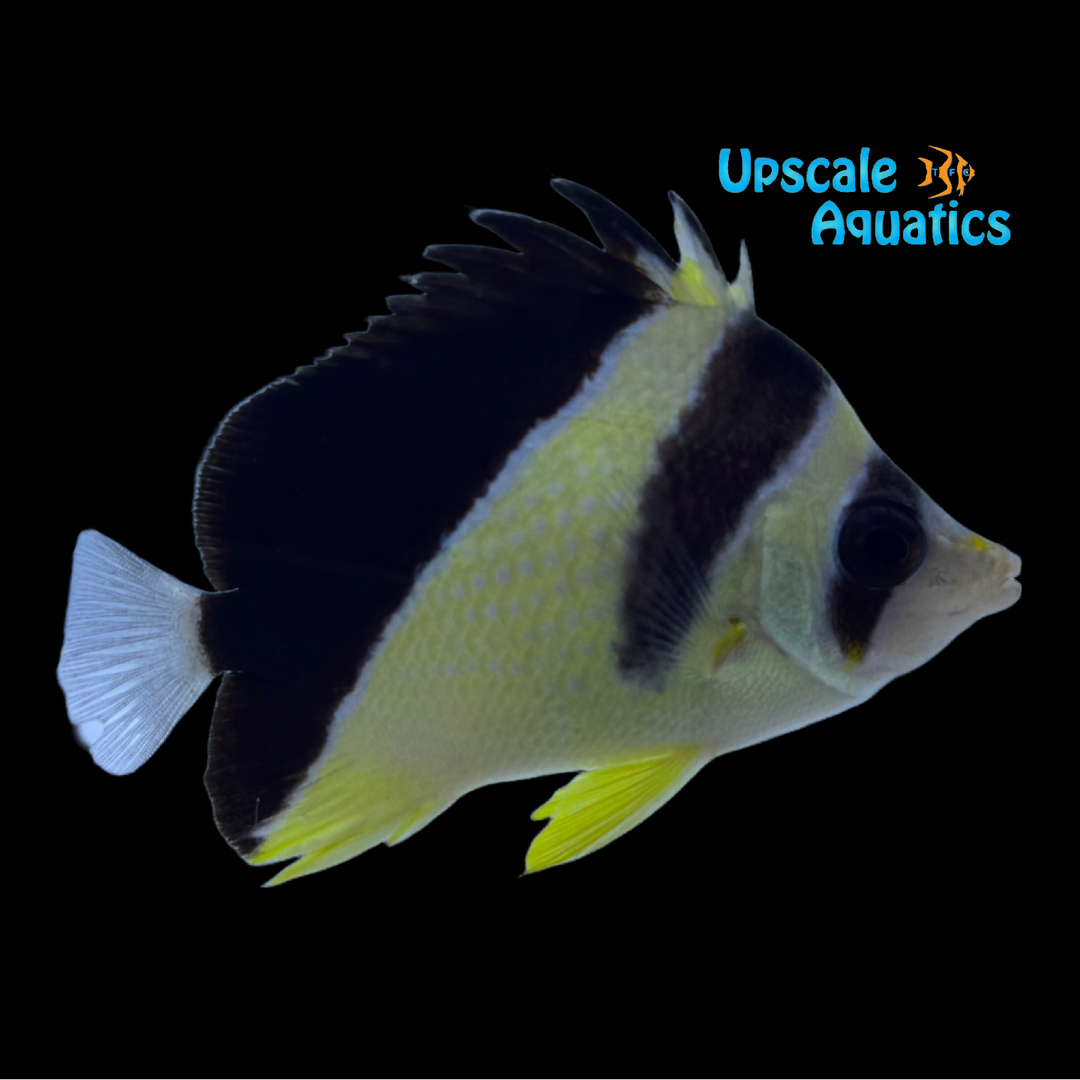 Golden Burgess' Butterflyfish (Chaetodon burgessi)