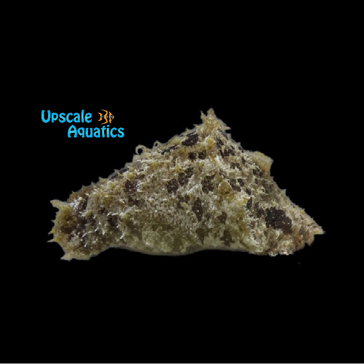 Dolabella Sea Hare (Dolabella auricularia)