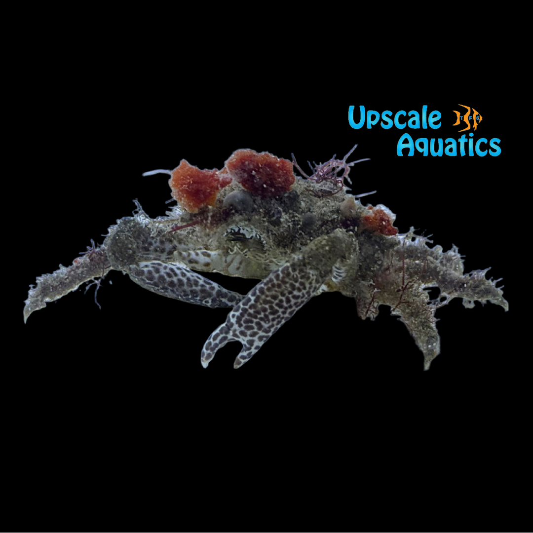 Speck-Claw Decorator Crab (Microphrys bicornutus)