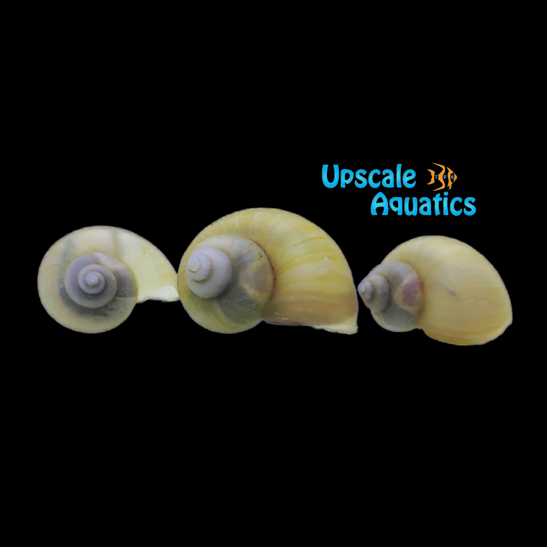 Ivory Mystery Snail (Pomacea bridgesii)