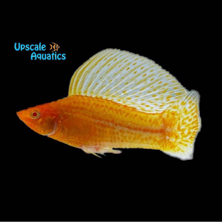 Albino Golden Sailfin Molly (Poecilia latipinna)