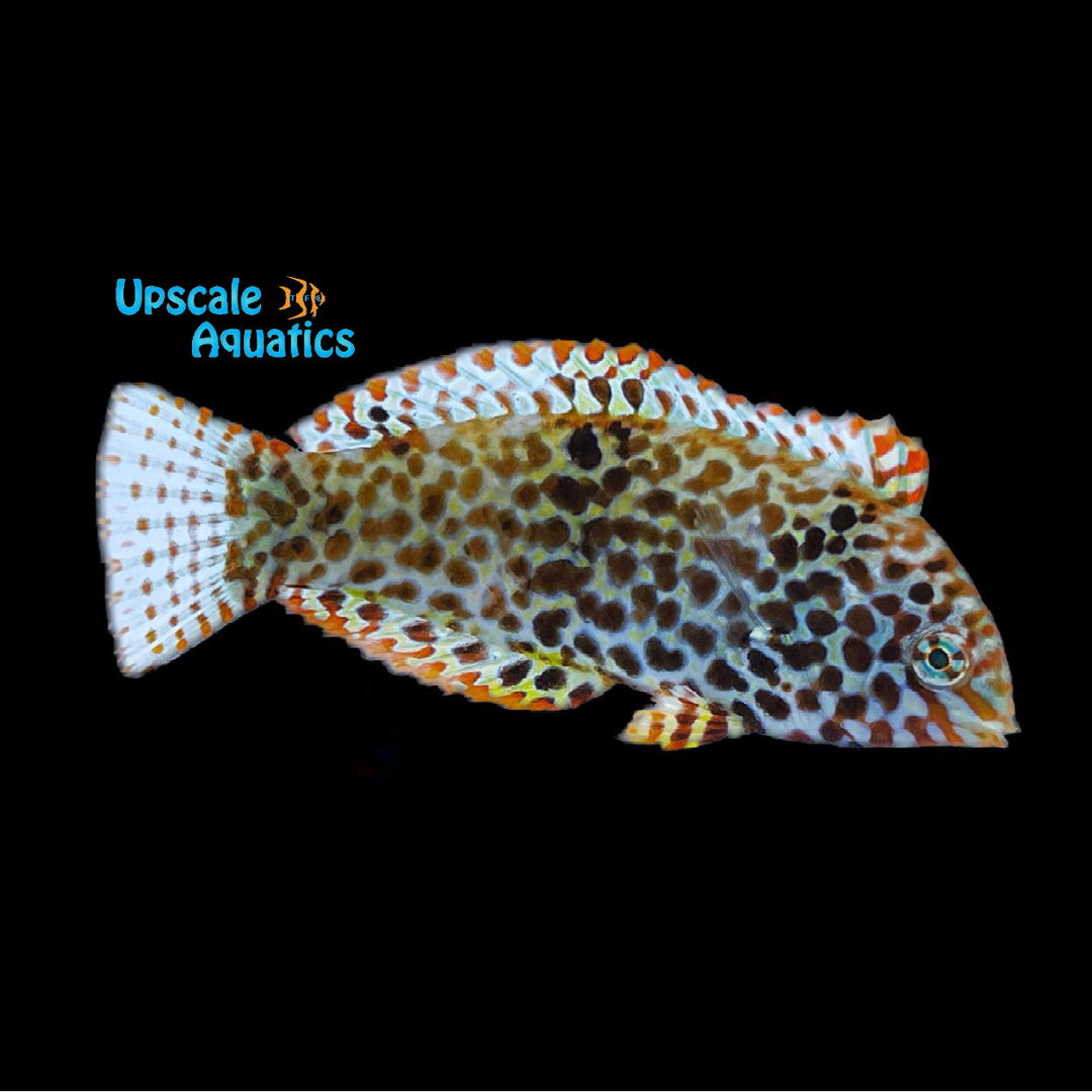 Leopard Wrasse - Female (Macropharyngodon meleagris)