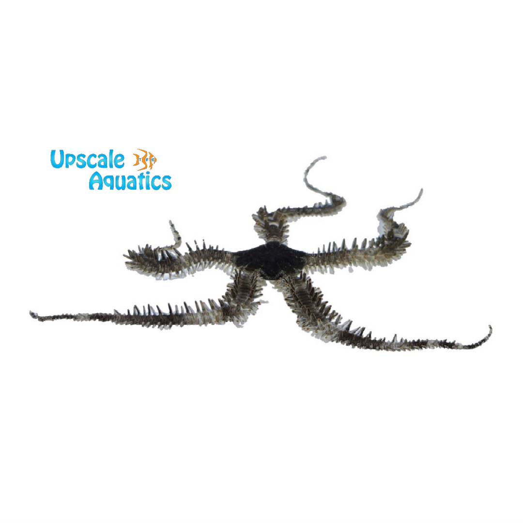 Banded Brittle Starfish (Ophiocoma echinata)