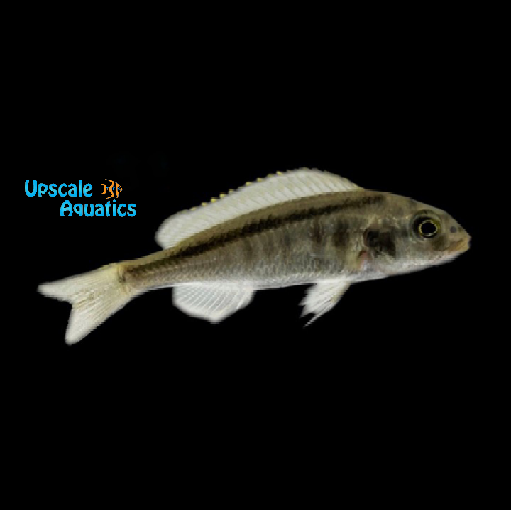 Buccochromis Spectabilis