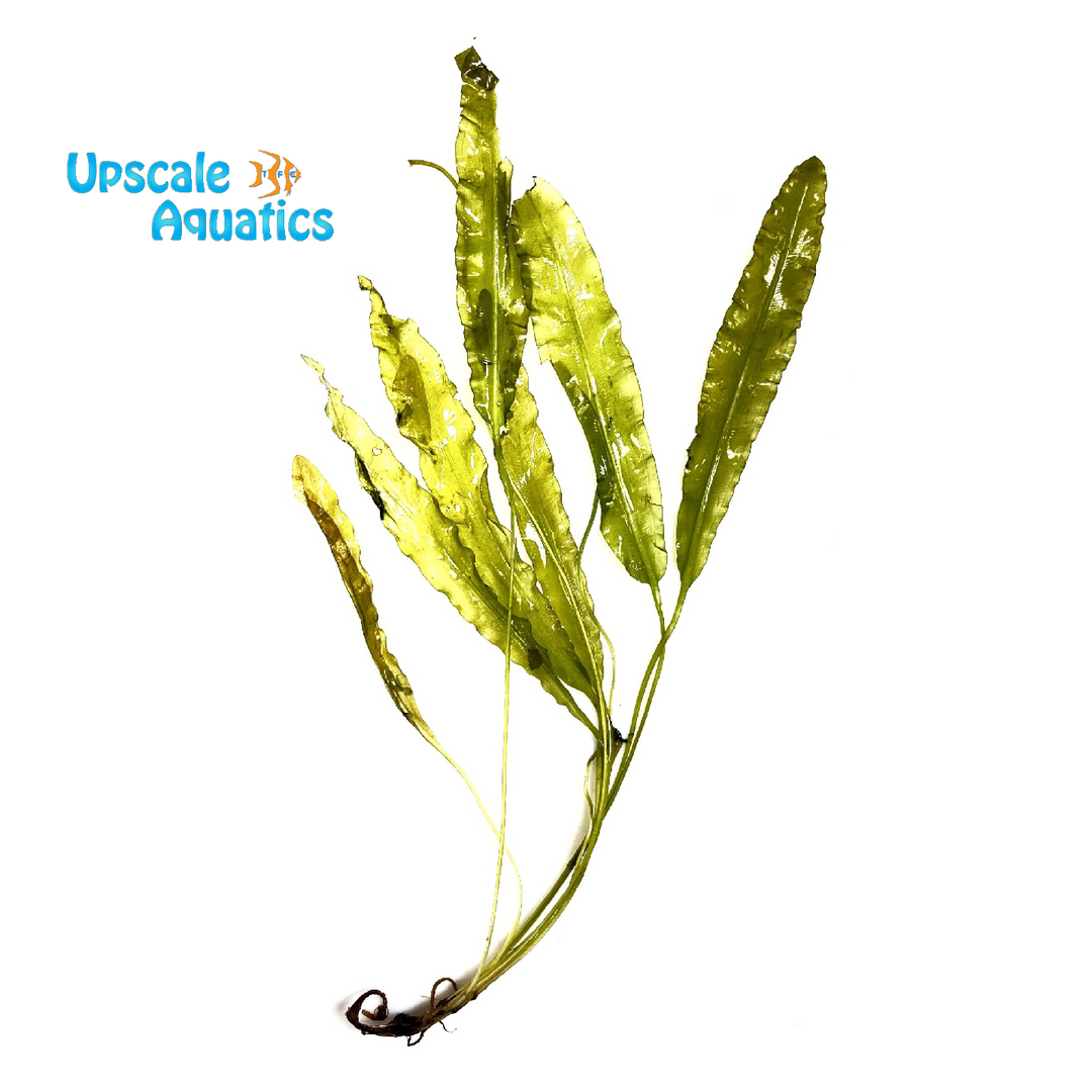 Aponogeton Crispus