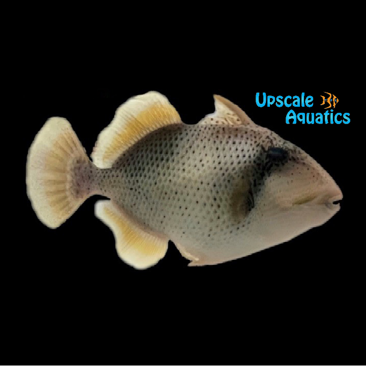 Yellow Margin Trigger (Pseudobalistes flavimarginatus)
