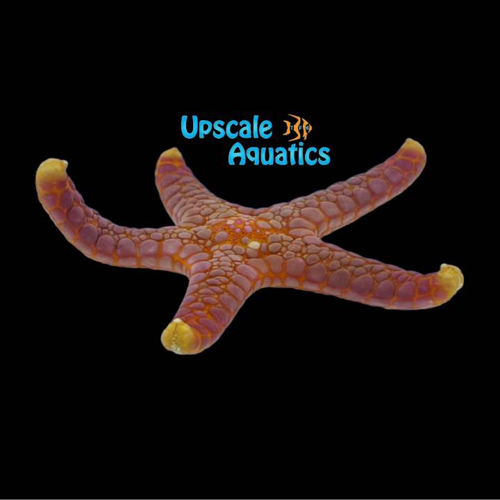 Marbled Tile Starfish (Paraferdina plakos)
