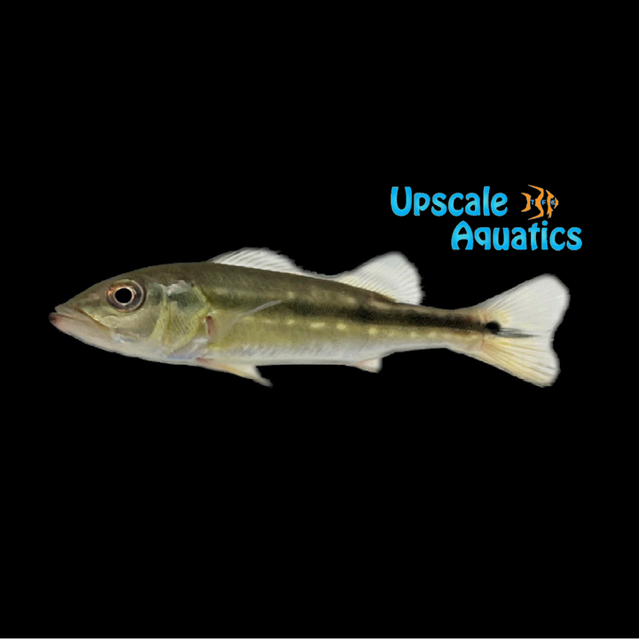 Pinima Peacock Bass (Cichla pinima)