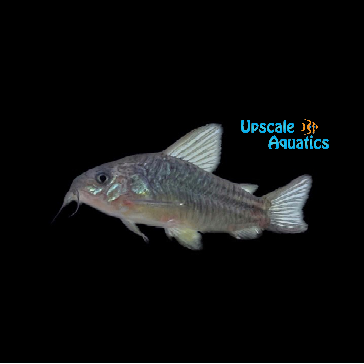 Yellow Cat Cory (Corydoras cw123)