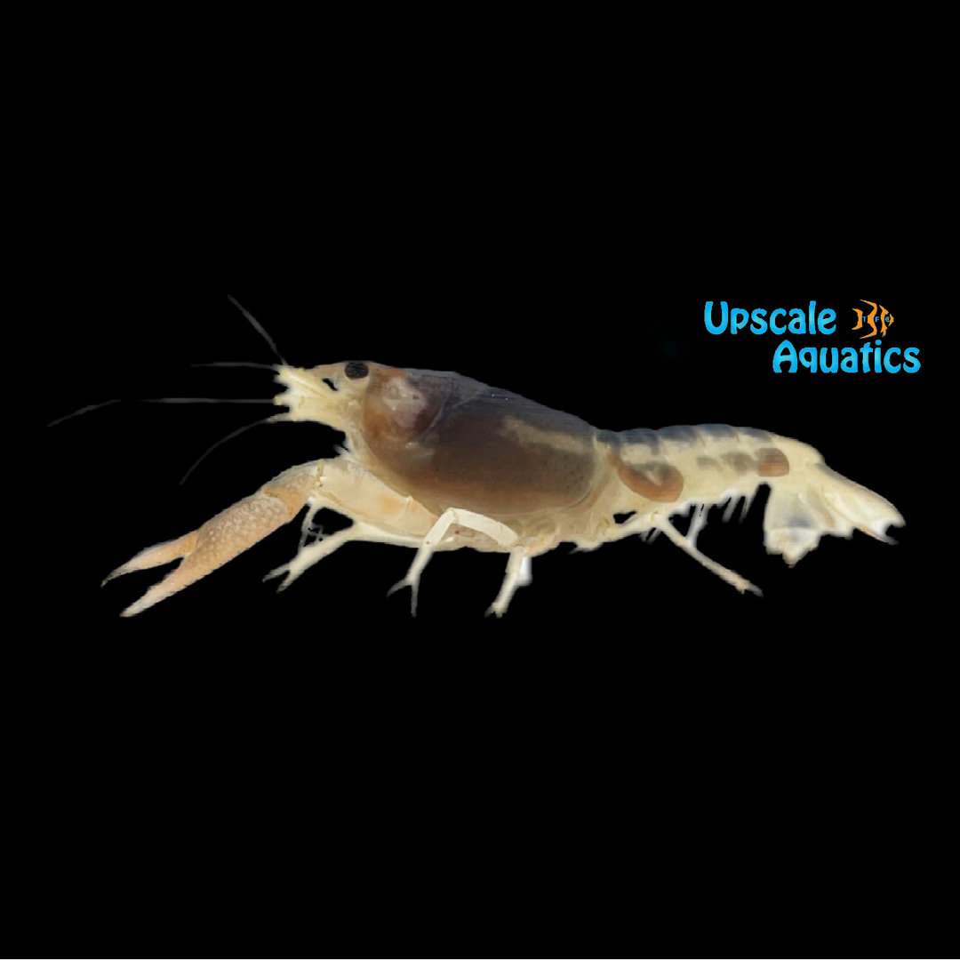 Blue Ghost Lobster (Procambarus clarkii var. ghost)