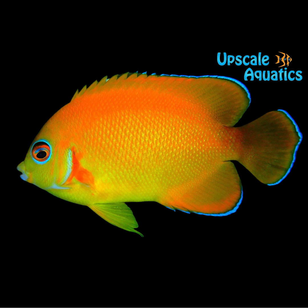 Orangepeel x Half Black Angelfish Hybrid (Centropyge flavissimus var x Centropyge vroliki)