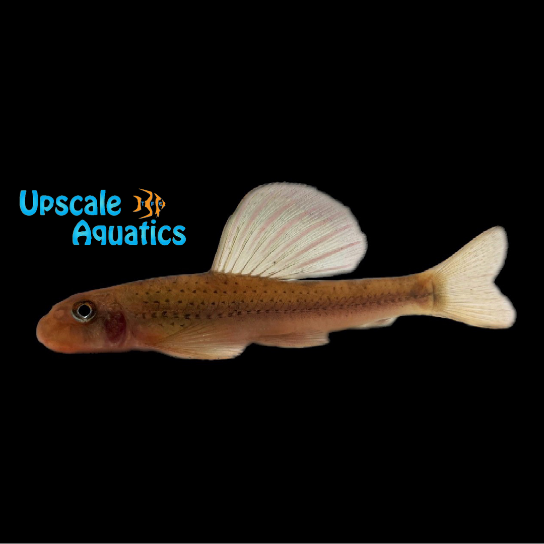 Sailfin Gudgeon (Microphysogobio tafangensis)