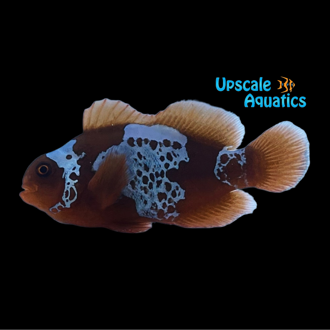 Snowflake Maroon Clownfish (Premnas biaculeatus)