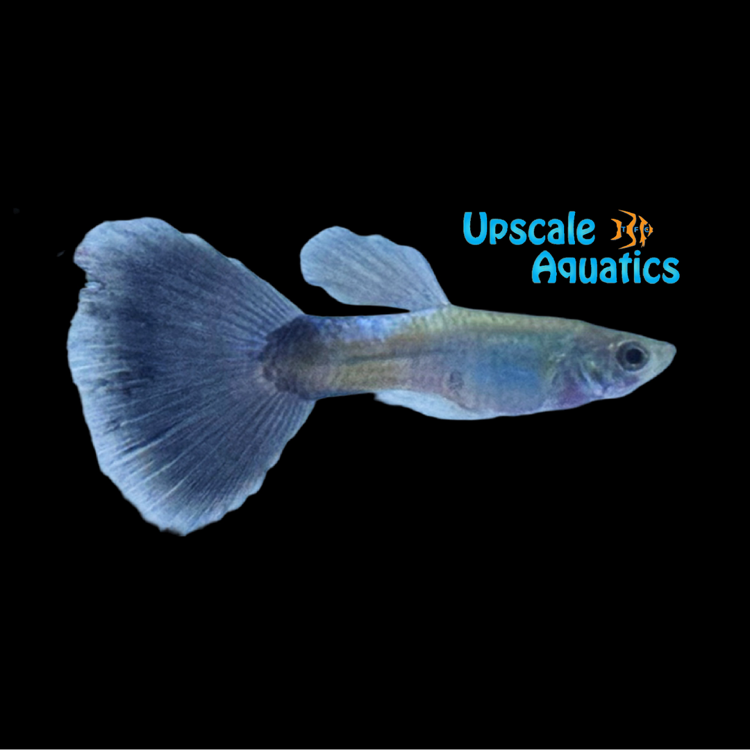 Blue Queen Guppy (Poecilia reticulata)