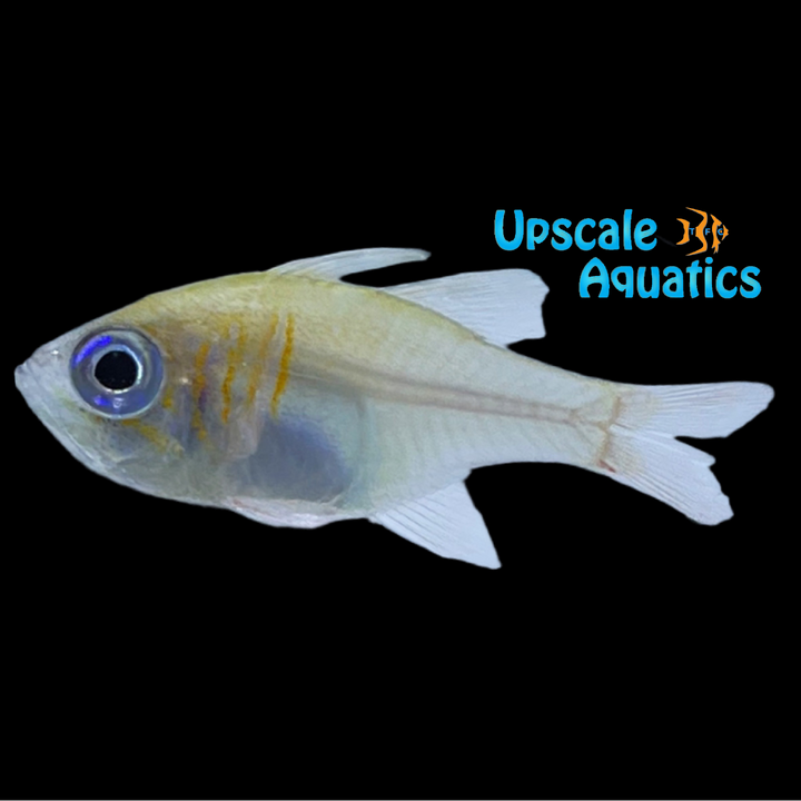 Threadfin Cardinalfish (Zoramia leptacantha)