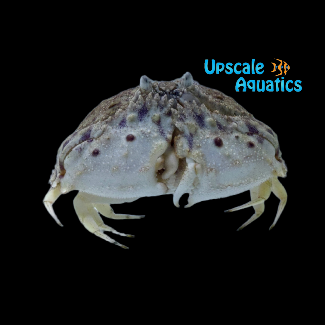 Fountain Crab (Calappa flammea)