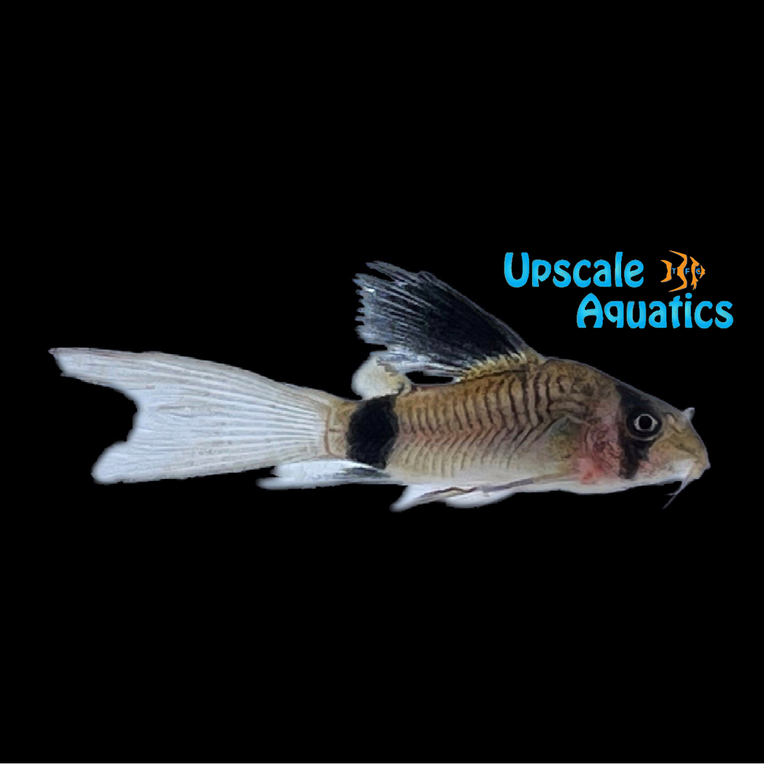 Longfin Panda Cory (Corydoras panda longfin)