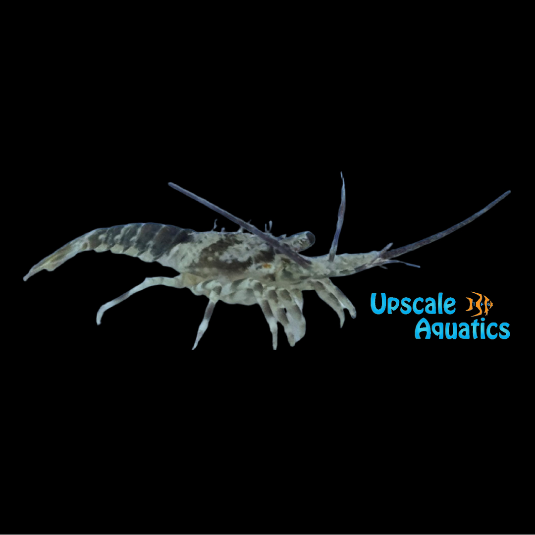 Caribbean Spiny Lobster (Panulirus argus)