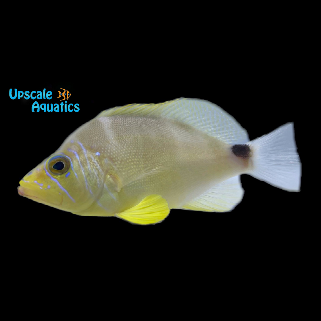 Butter Hamlet (Hypoplectrus unicolor)