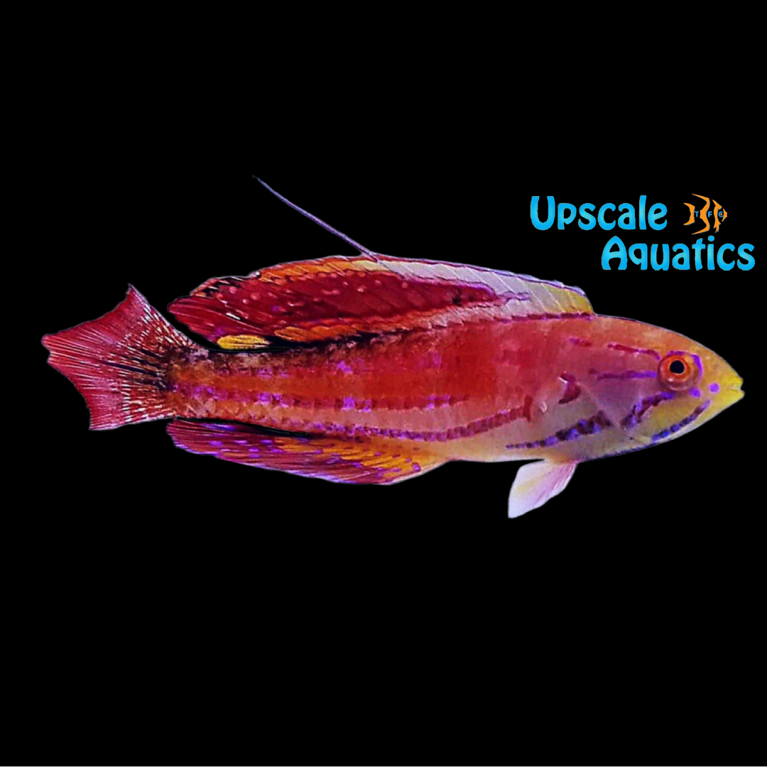 Diamond Tail Flasher Wrasse (Paracheilinus attenuatus)