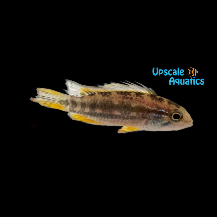 Apisto. Bitaeniata 'Tefe' (Apistogramma bitaeniata 'Tefe')