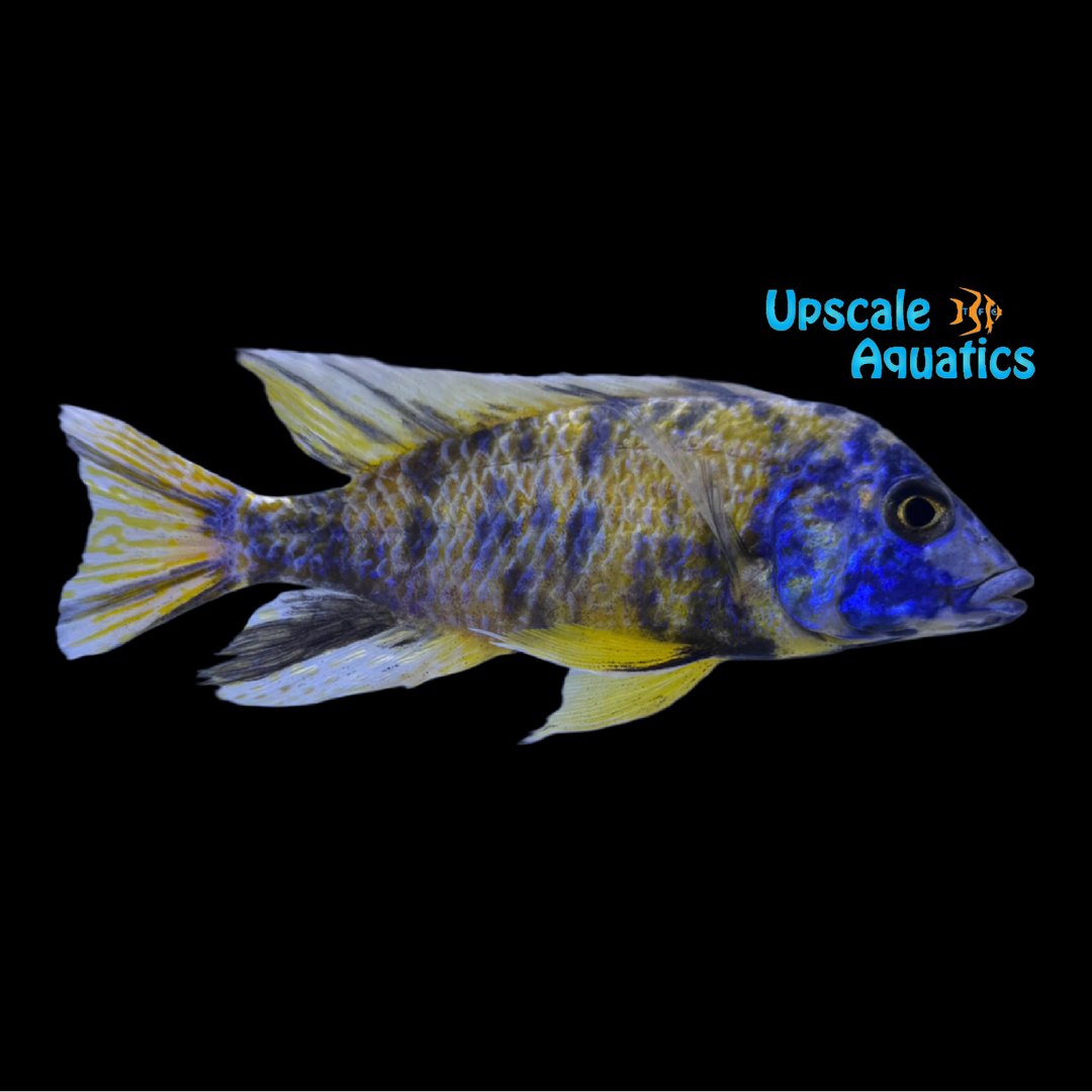 OB Flavescent Peacock (Aulonocara stuartgranti Usisya)