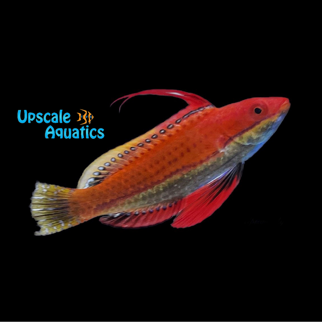 Longfin Fairy Wrasse (Cirrhilabrus rubriventralis)