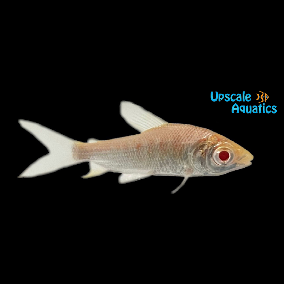 Albino Streaked Prochilodus (Prochilodus lineatus)