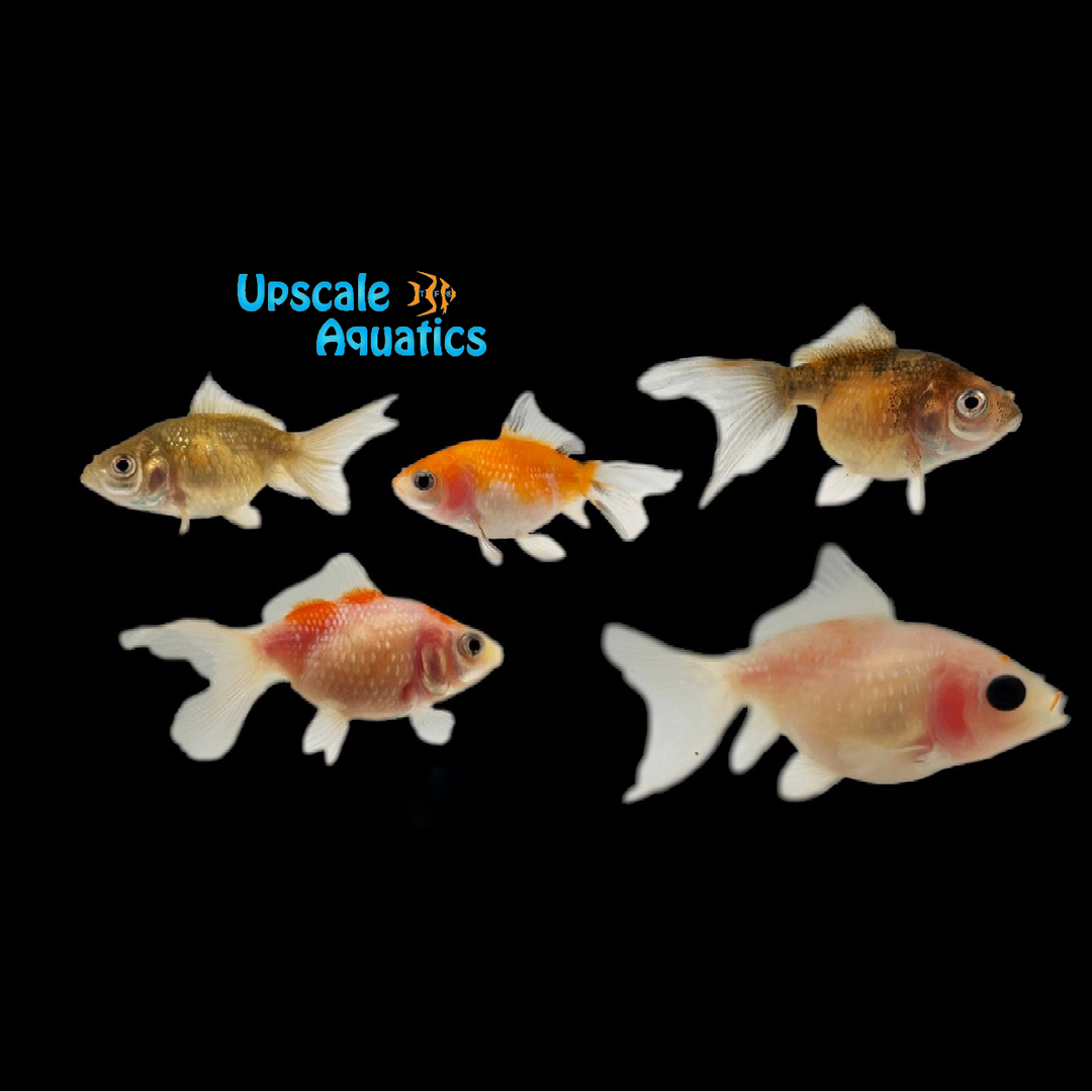Assorted Pearlscale Goldfish (Carassius auratus)
