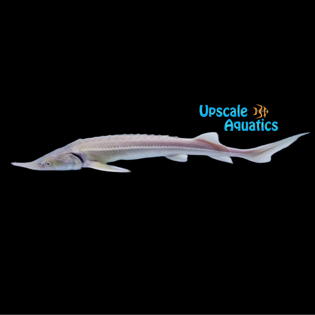 Albino Sterlet Sturgeon (Acipenser ruthenus)