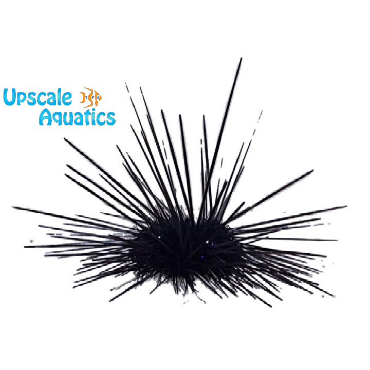 Longspine Urchin (Diadema setosum)
