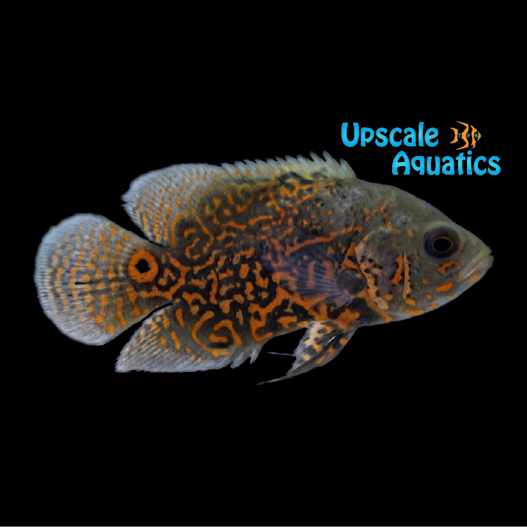 Ruby Oscar (Astronotus ocellatus)