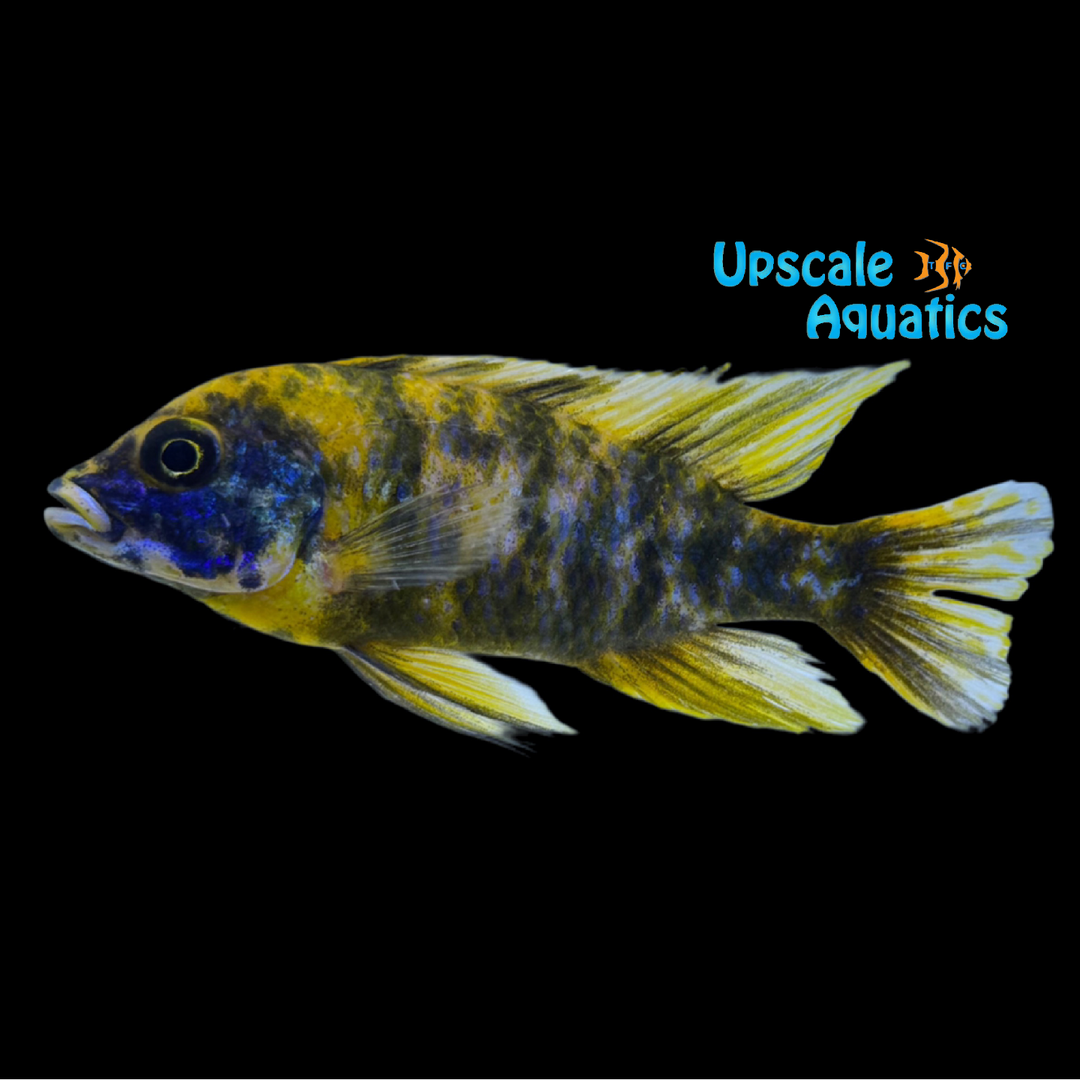 Yellow OB Peacock (Aulonocara sp. OB)