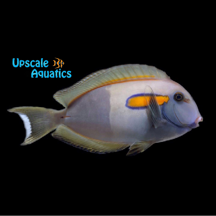 Orange Shoulder Tang - Adult (Acanthurus olivaceus)