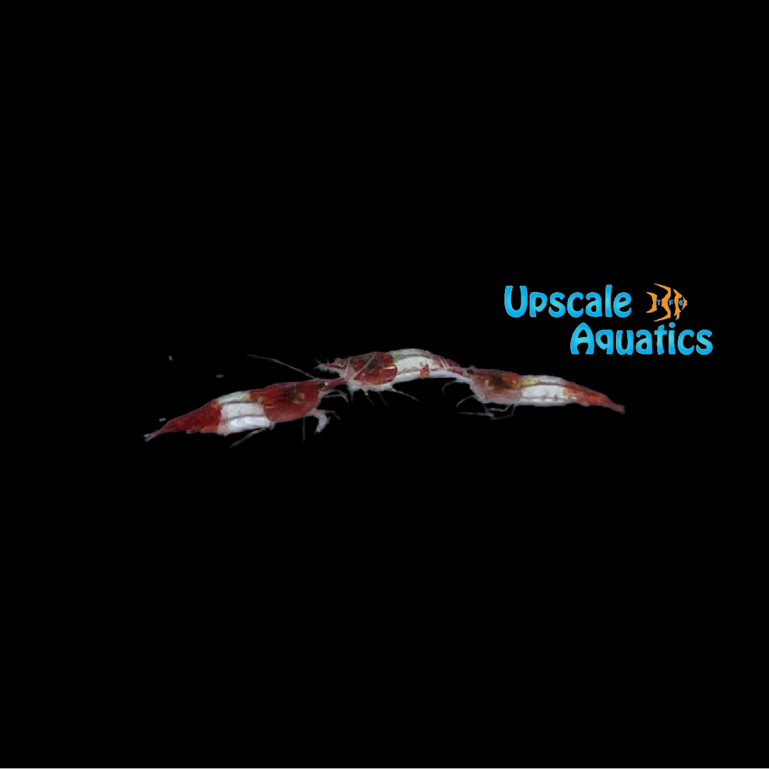 Red Rili Shrimp (Neocaridina davidi)