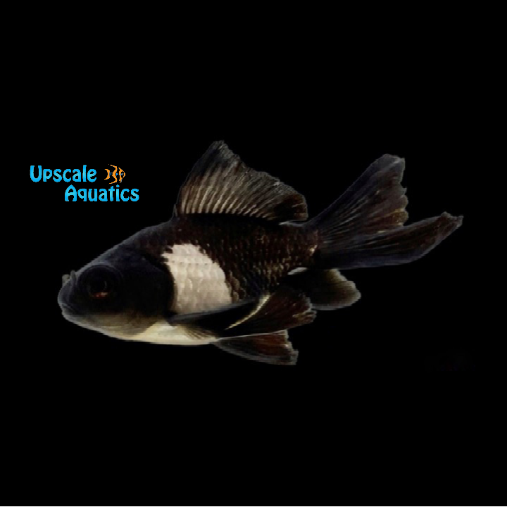 Assorted Butterfly Telescope Goldfish (Carassius auratus)