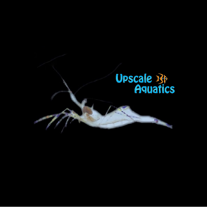 Pederson Cleaner Shrimp (Periclimenes pedersoni)