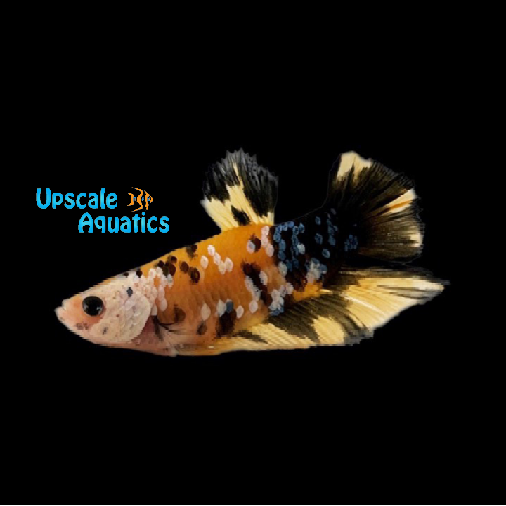 Yellow / Black Galaxy Koi Plakat Betta - Male (Betta splendens)