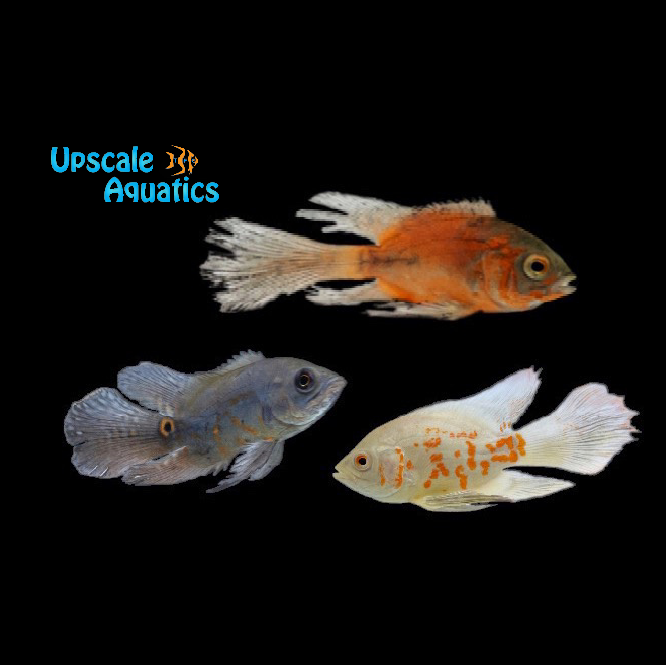 Assorted Longfin Oscar (Astronotus ocellatus)