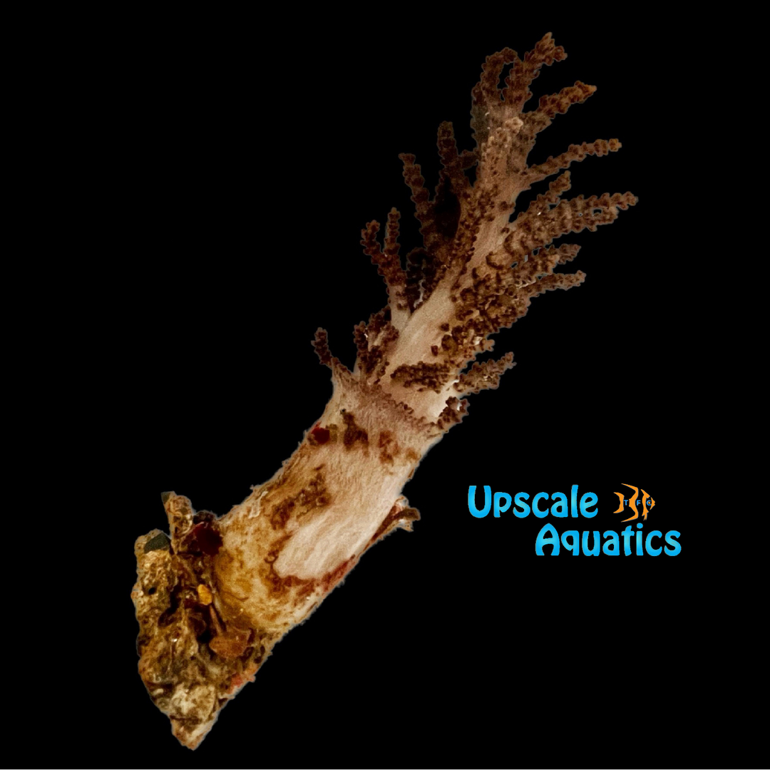 Christmas Tree Coral (Sphaerella sp.)