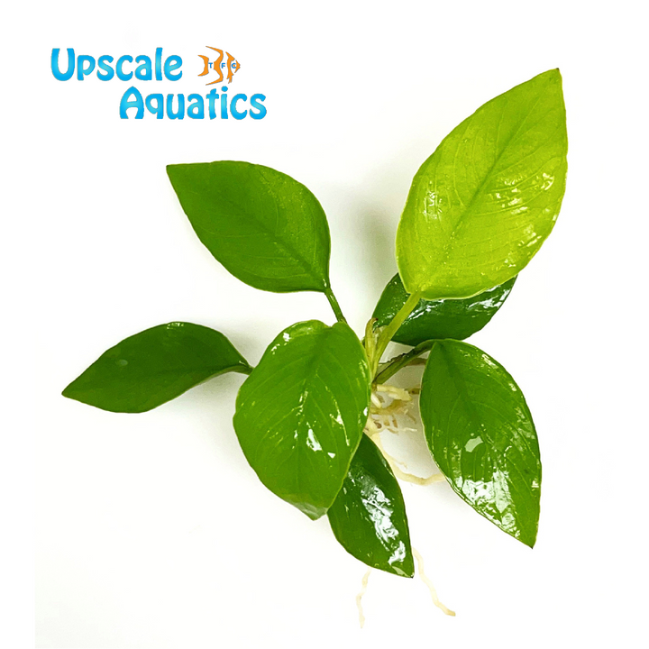 Golden Anubias (Anubias nana golden)