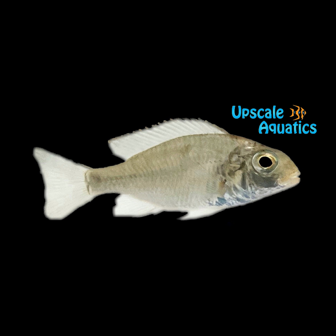 Kambiri Hap (Tramitichromis intermedius 'Kambiri')