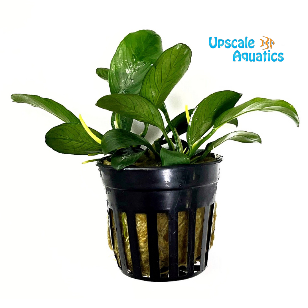 Congo Anubias 'Gabon Anubias' (Anubias barteri gabon)
