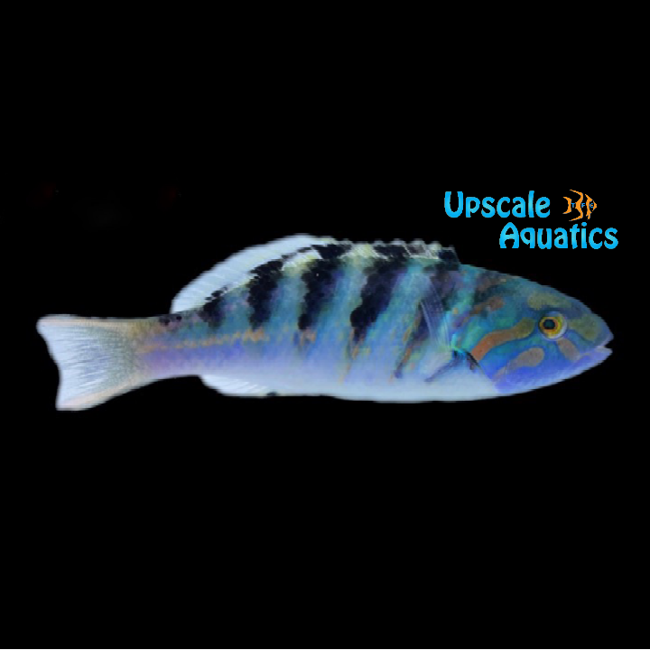 Hardwicke Wrasse (Thalassoma hardwicke)