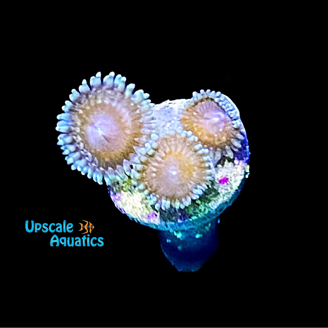 Assorted Zoa Frag (Zoanthid sp.)