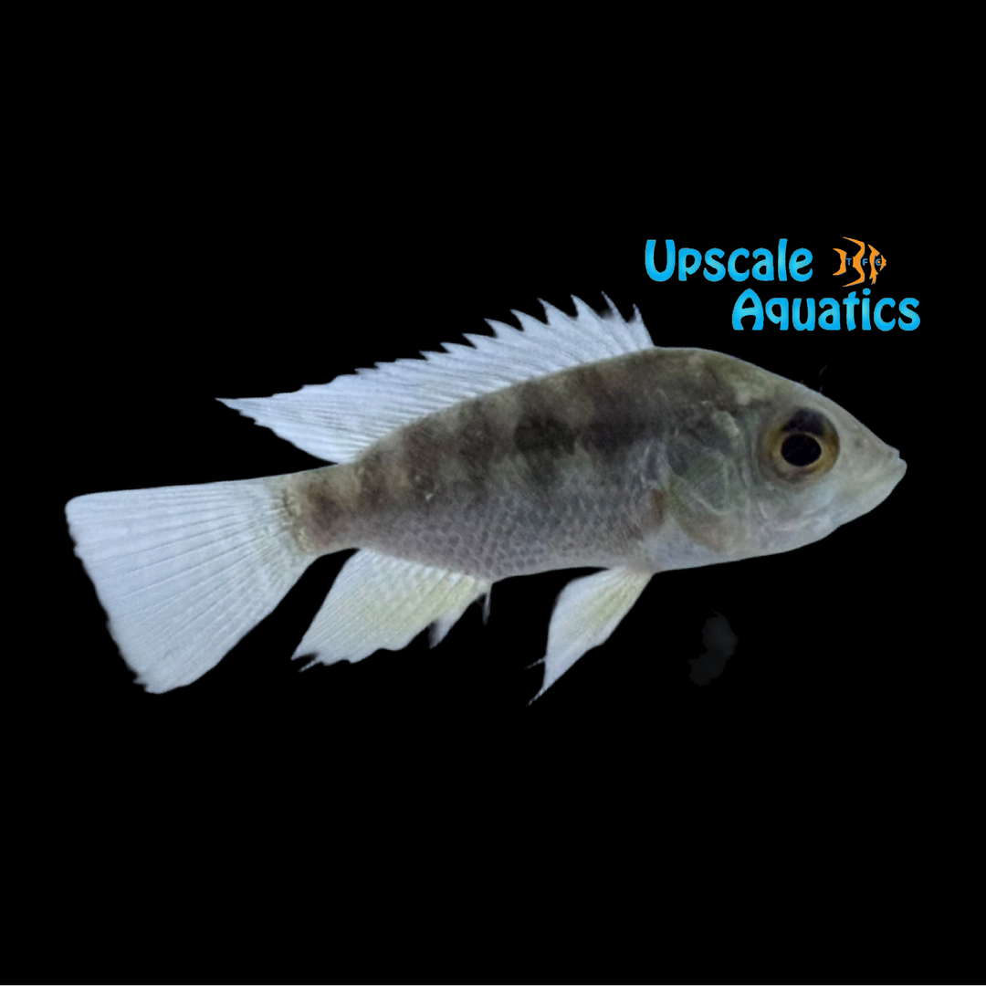 Giant Basketmouth Cichlid (Chaetobranchus flavescens)