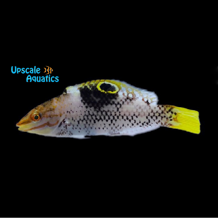 Marble 'Checkerboard' Wrasse (Halichoeres hortulanus)