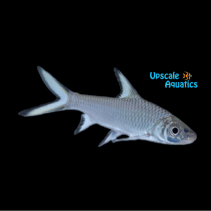 Bala Shark (Balantiocheilos melanopterus)